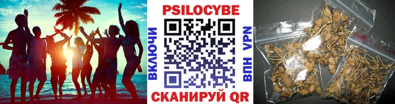 где купить наркоту  Власиха  блэк спрут сайт  Псилоцибиновые грибы GOLDEN TEACHER 